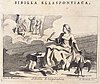 330_Sibilla ellespontiaca.jpg